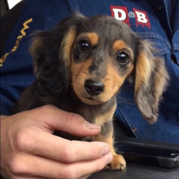 Meet your Posher, Maddie - Picture 1 of 1